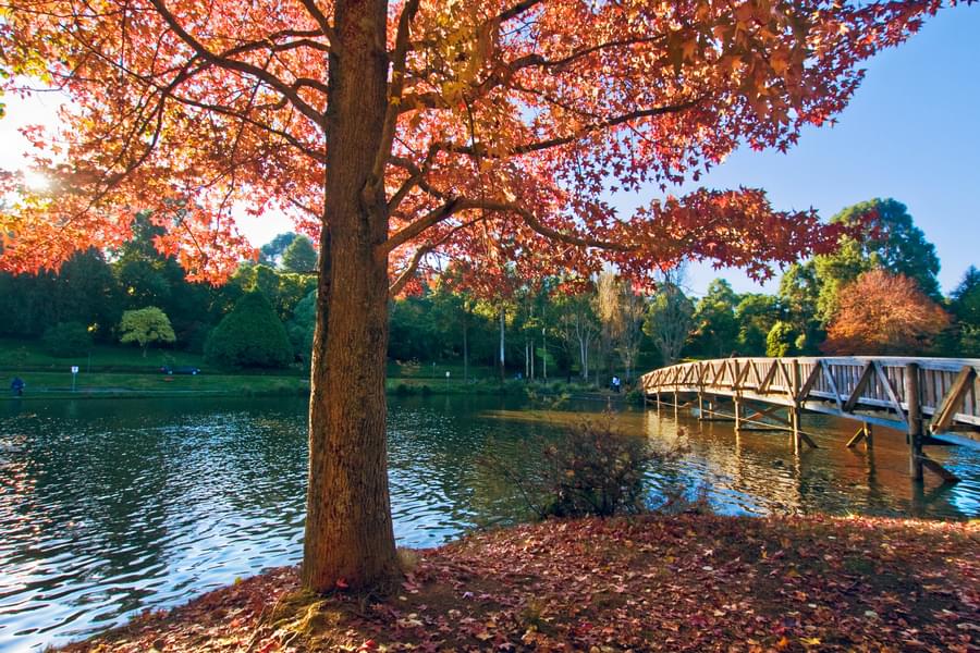 Puffing Billy & Healesville Sanctuary Tour Image