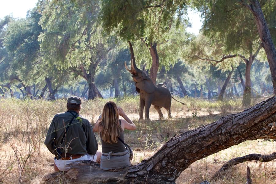 Zimbabwe Safari Package from India Image