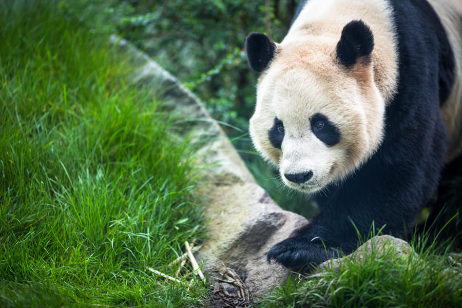 Meet UK's only giant pandas, Yang Guang and Tian Tian