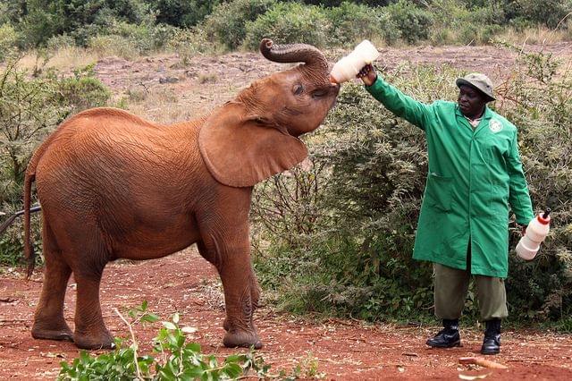 Foster Orphaned Elephants