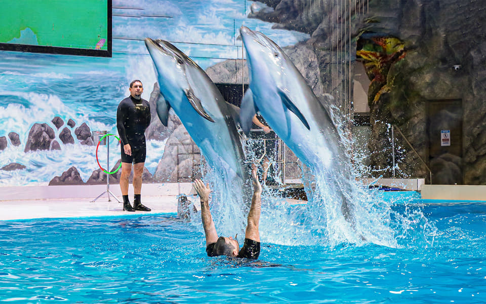 Dubai Dolphinarium Tickets Image