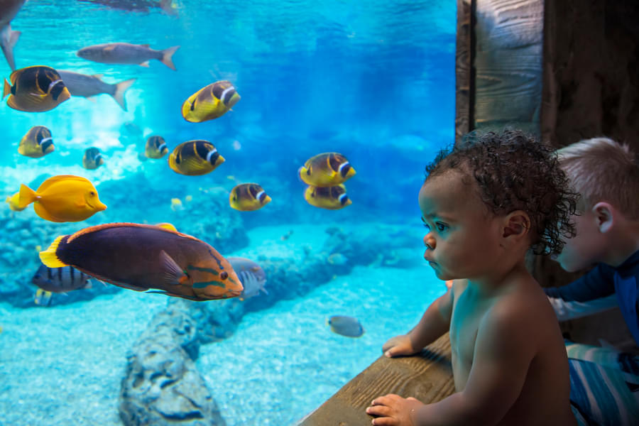 Your kids will also love watching colorful fishes