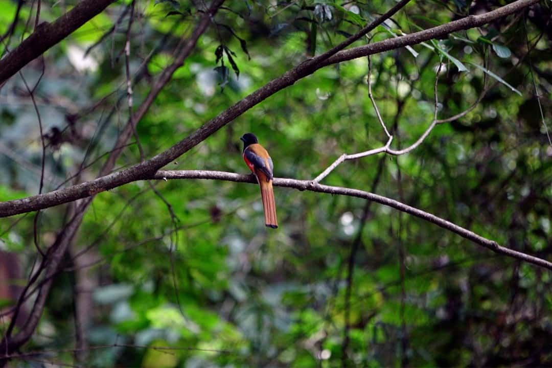 Manambolly Trek, Coimbatore