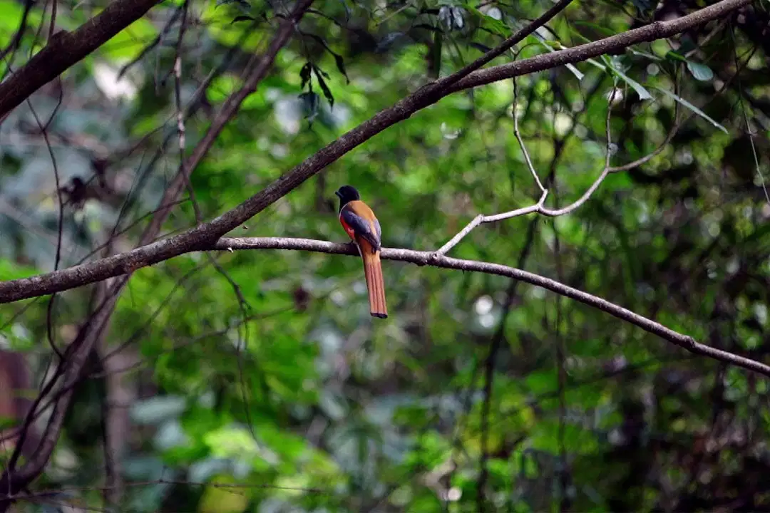 Manambolly Trek, Coimbatore
