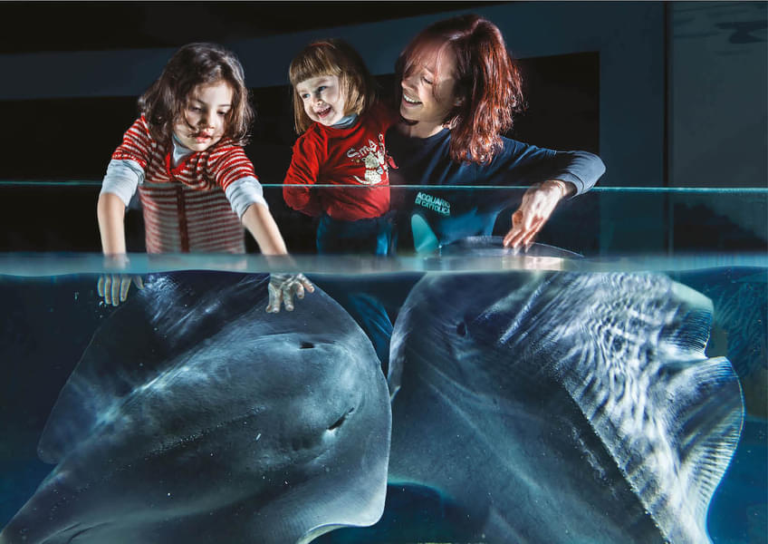 Kids will have a fun time interacting with these exotic marine creatures