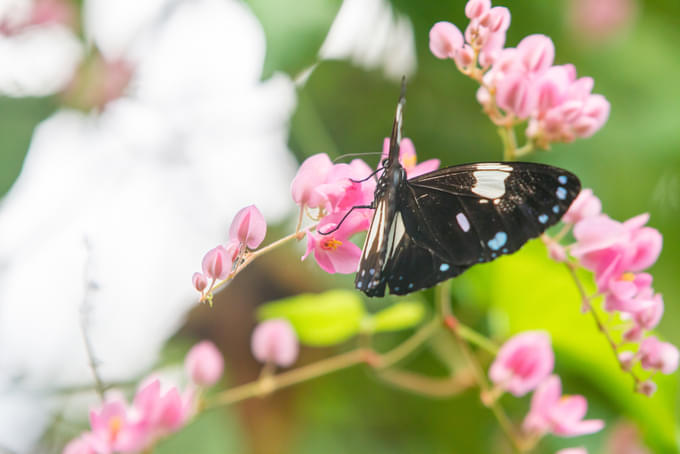 Go to the Kuala Lumpur Butterfly Park
