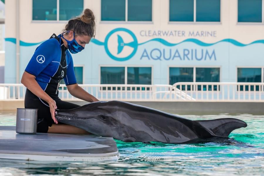 Learn about rescue and rehab process of aquatic animals