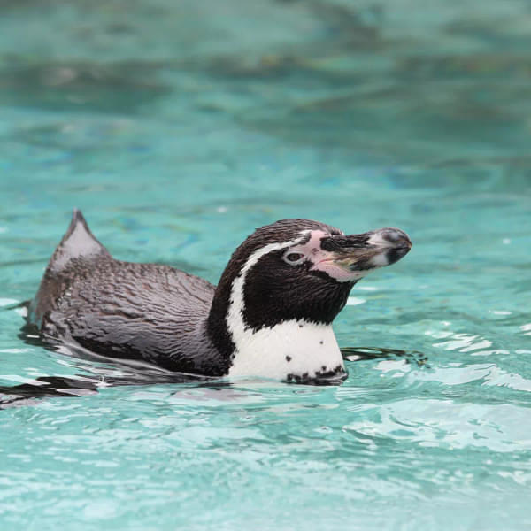 You can find Humboldt Penguins in the SEA LIFE