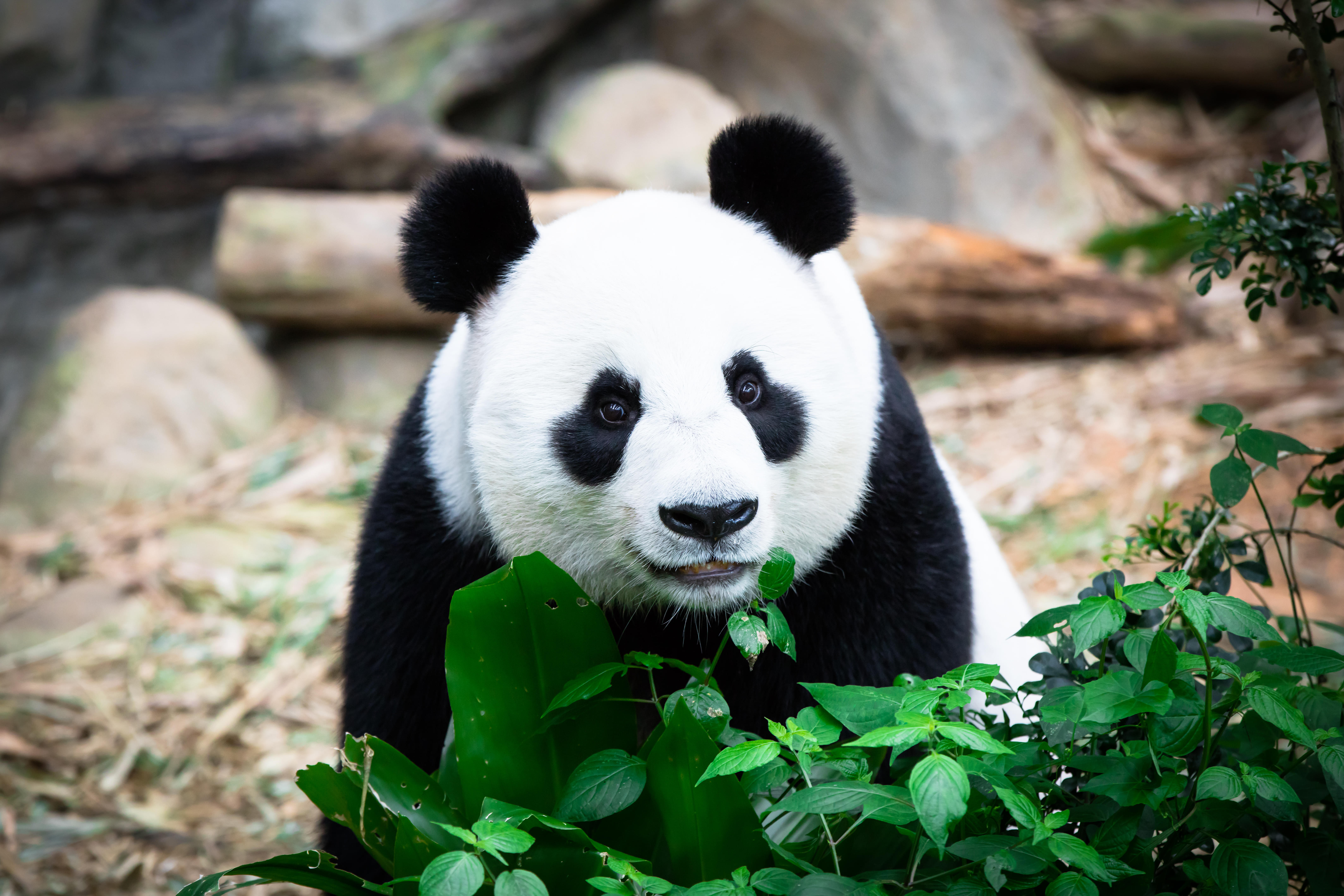 Panda at singapore Zoo