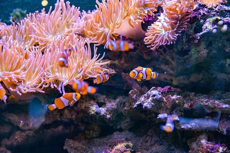 Get astonished by the gorgeous Ocellaris Clownfish strolling beneath the corals