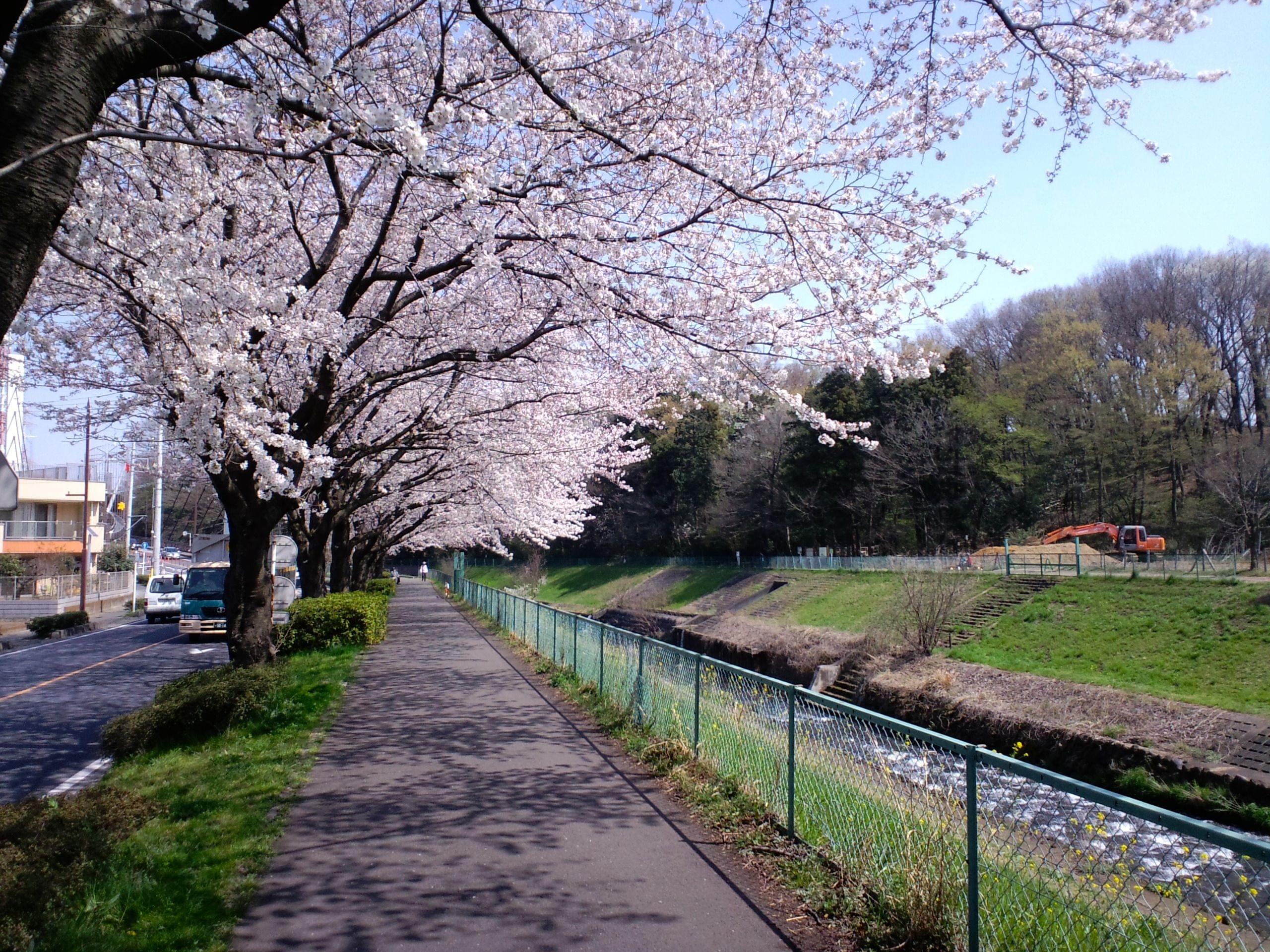 Cherry Blossoms