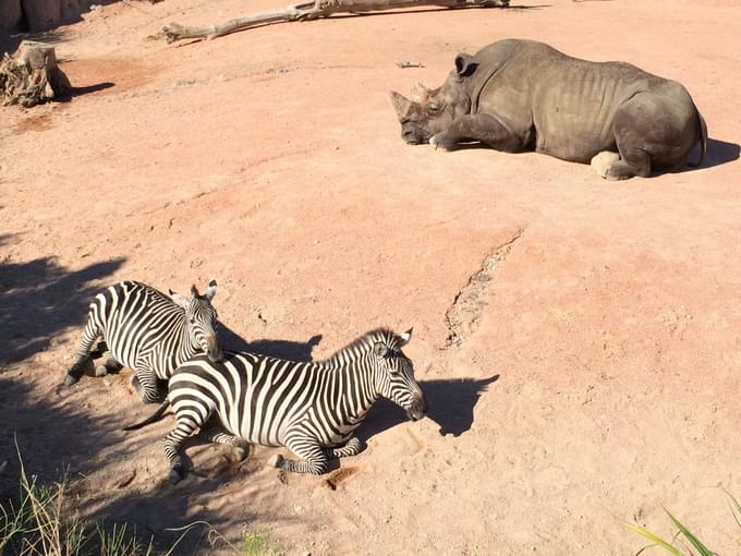 Zebras and Hippo Sleeping