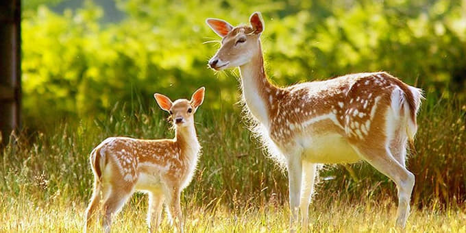 Deer Park Hyderabad Tour