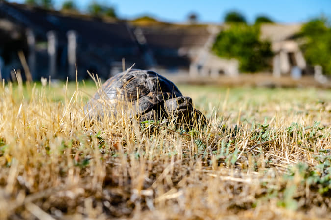 The Live Turtle & Tortoise Museum