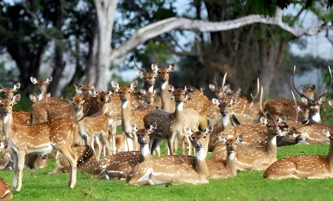 Kasu Brahmananda Reddy National Park