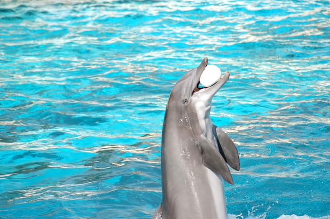 Humpback dolphin playing with a ball 