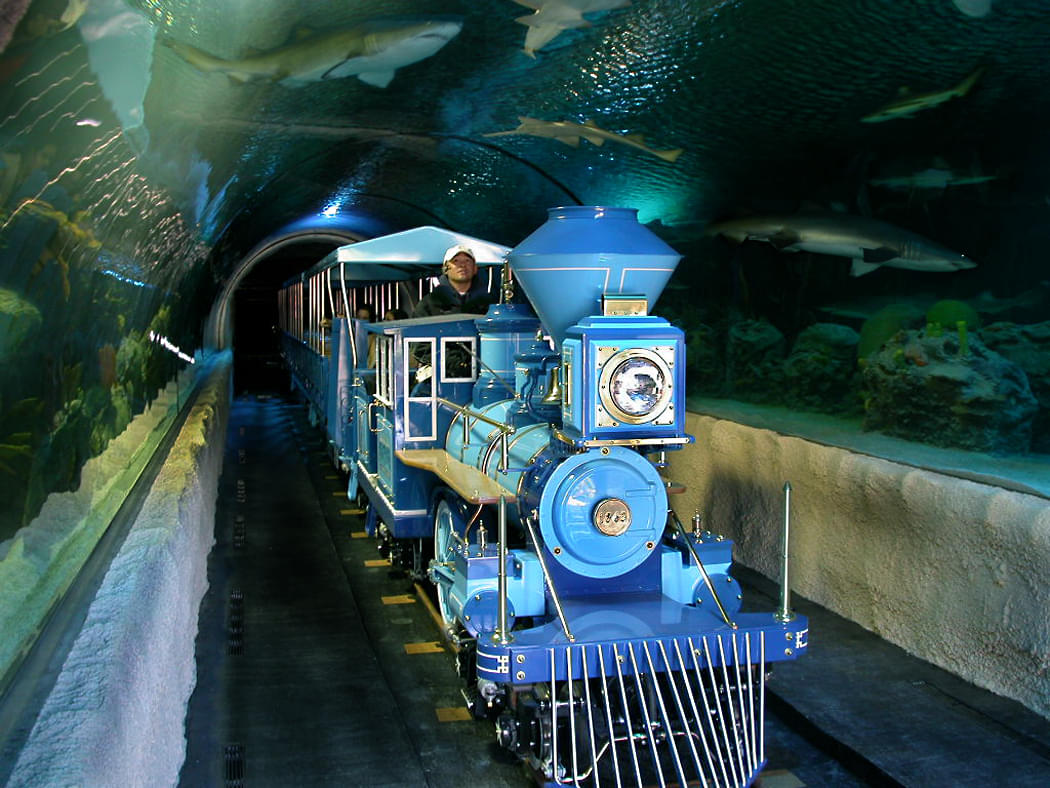 Get ready to embark on the Shark Voyage with a train ride and witness the Sharks swimming as you look up at the Tunnel