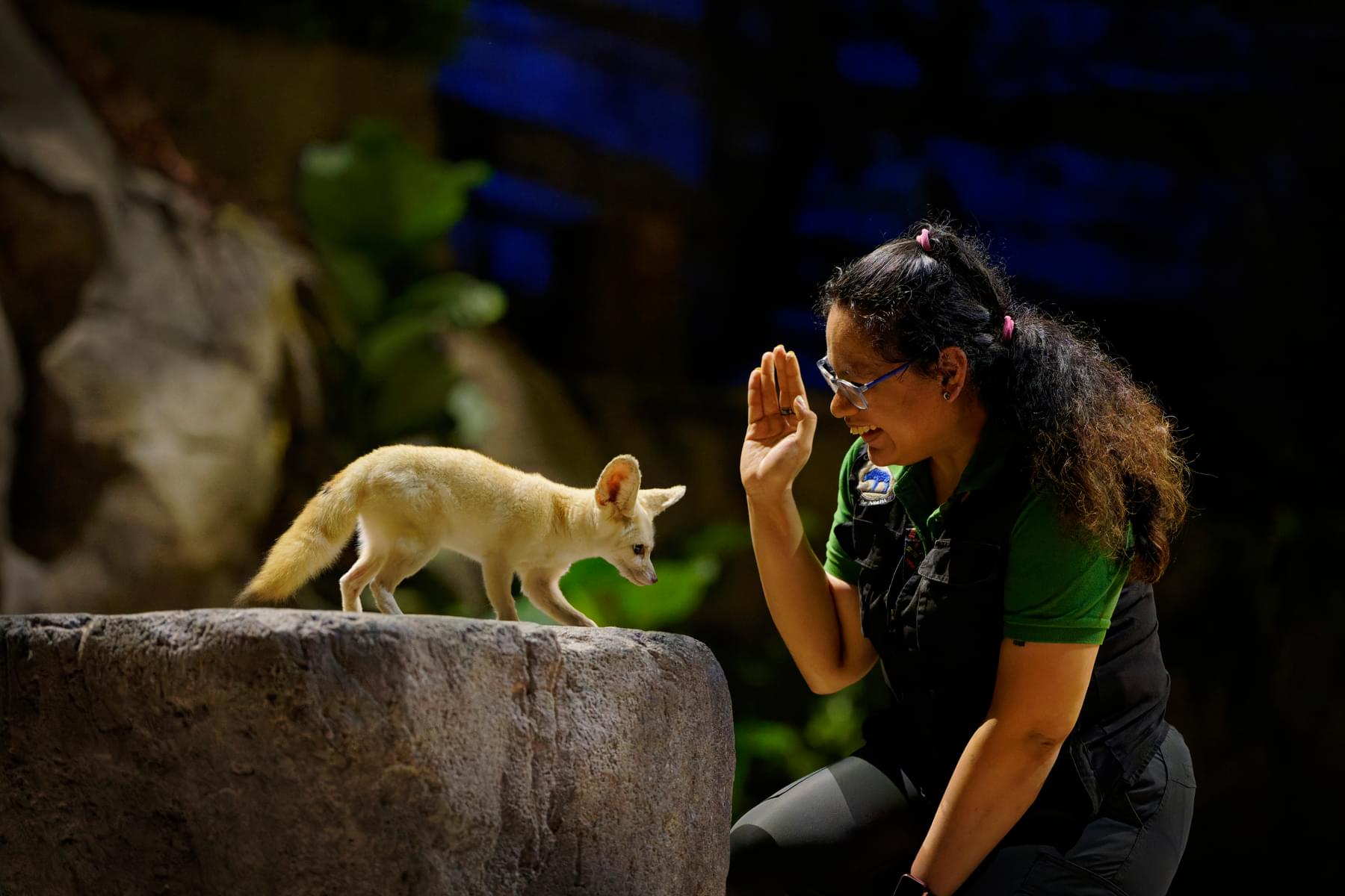 Learn more about the Fennec Fox at the keeper's talks