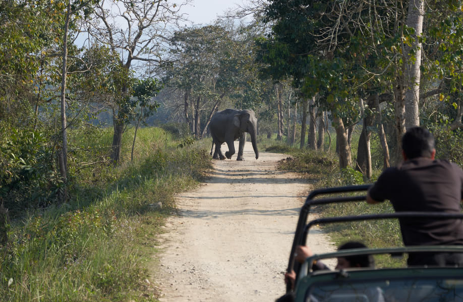 Jeep Safari In Kaziranga Image