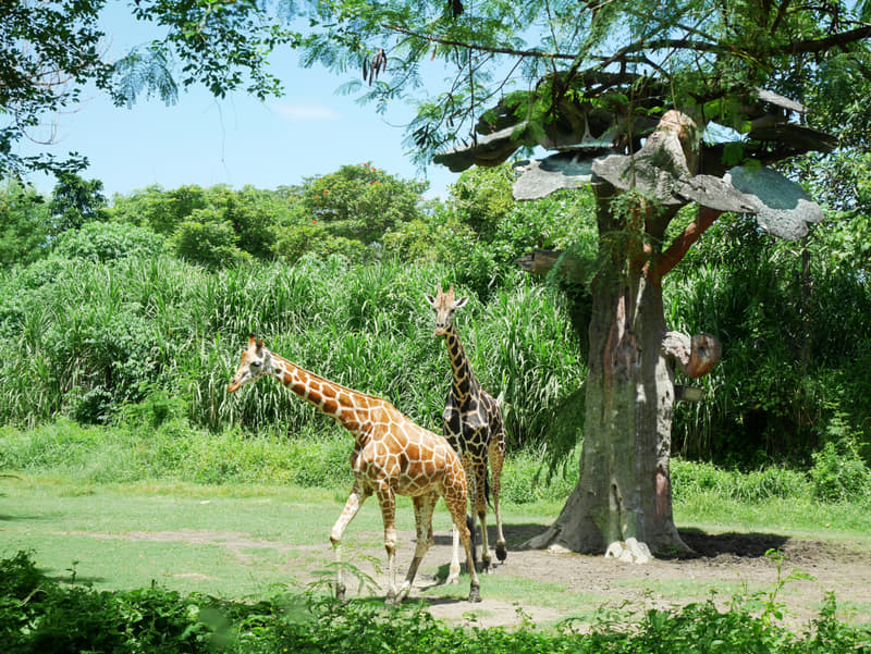 Bali Safari Park Admission Tickets Book Flat 36% Off