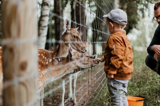 Child with Deer in Brookfield Zoo