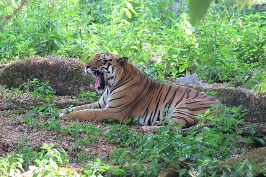 Munnar to Thekkady Sightseeing Tour Image