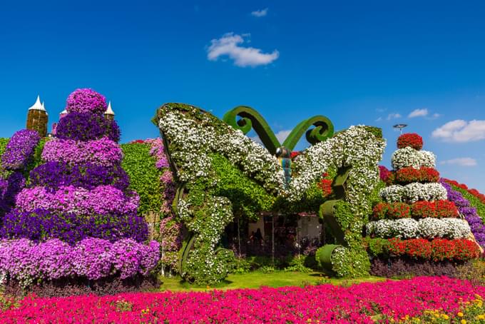 Dubai Butterfly  garden