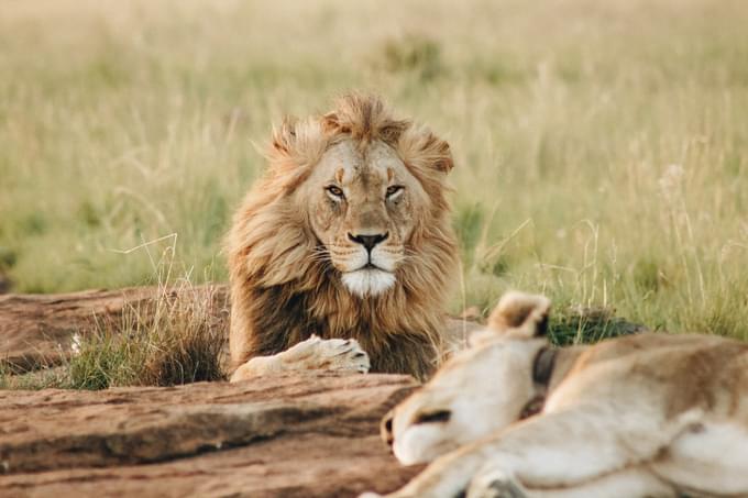 Lion in Safari World Bangkok