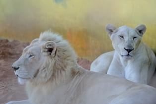 Aniavscs7d4ozv9qwyuluqx44s1z 16537500748 e47818d4ac o