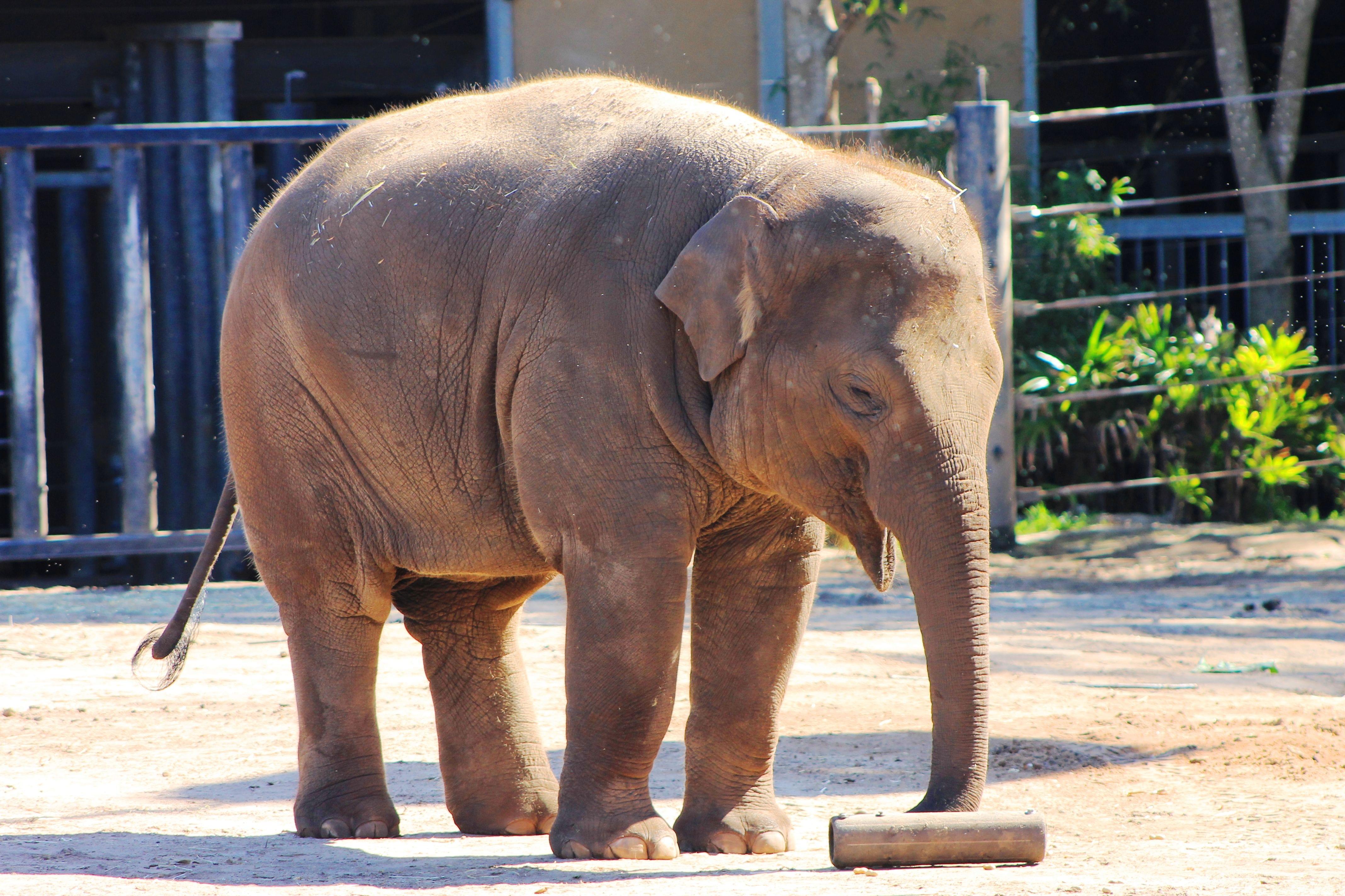 Asian Elephants in Taronga Zoo