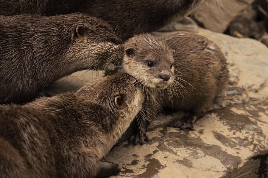 Small-clawed otter