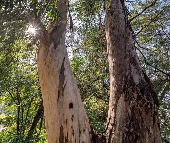 Champion Trees in Johannesburg City Parks & Zoo