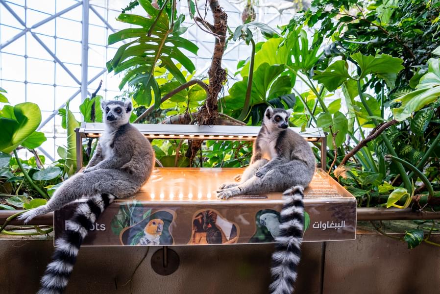 Find the ring-tailed Lemurs 