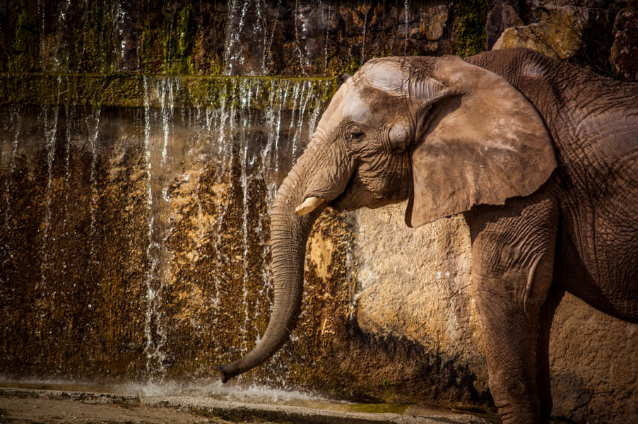 Lisbon Zoo Image