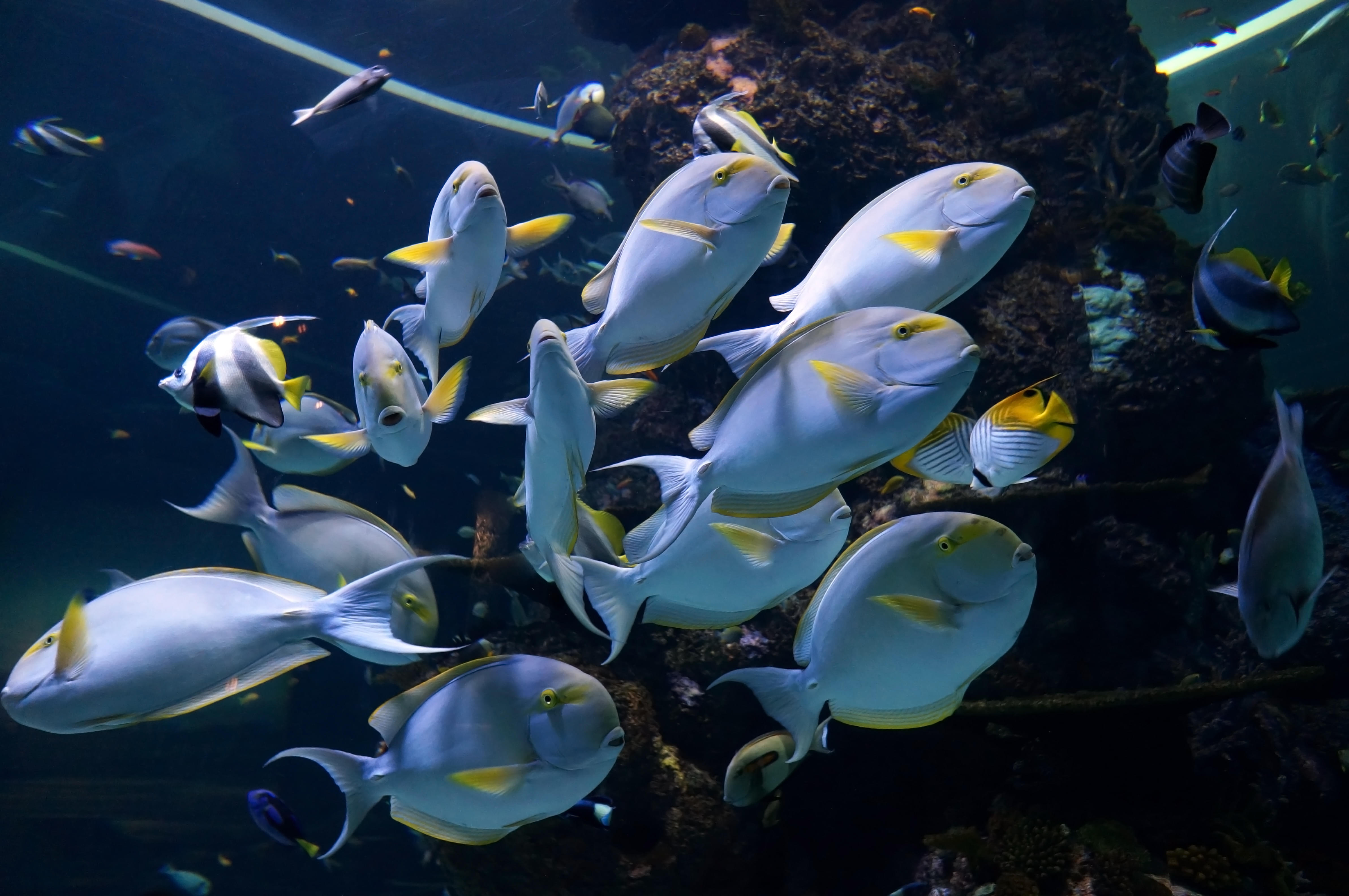 Sea life Aquarium in Asia
