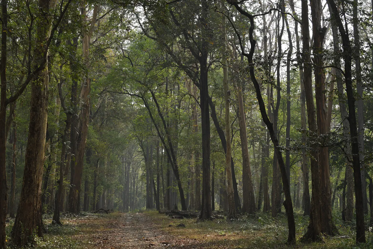 Hike through the Rainforest Trails