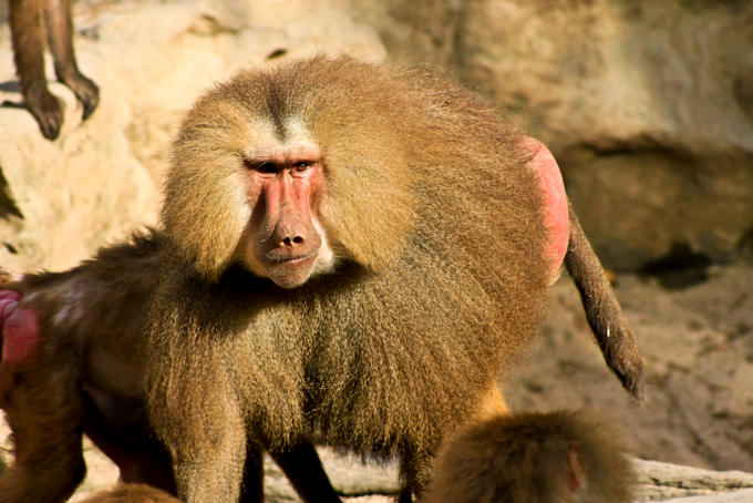 Monkey at Singapore Zoo