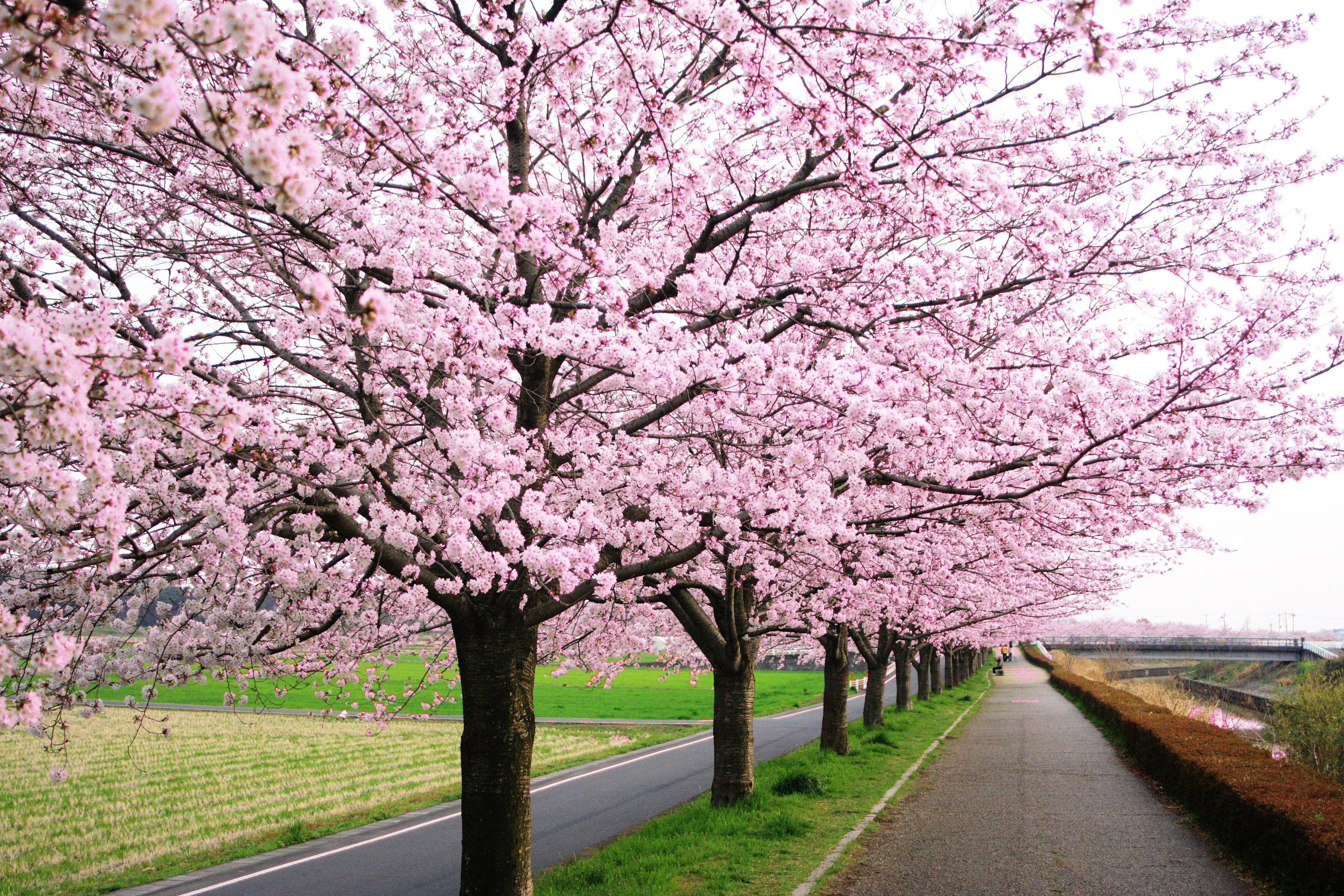 History Of Cherry Blossoms In Japan