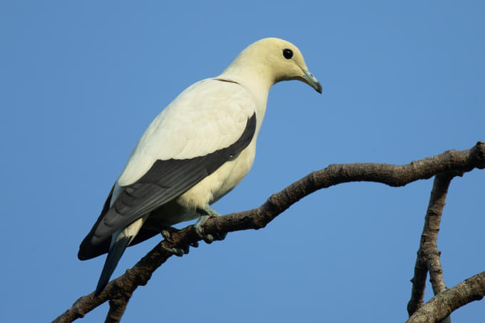 Pied Imperial Pigeon