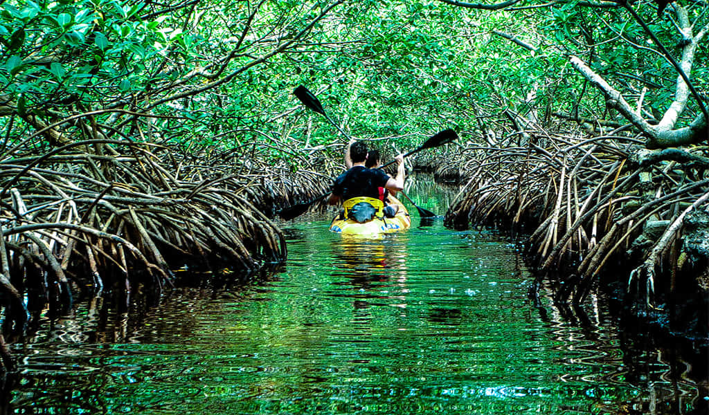 Mangrove Creek, <em>Port Blair</em>