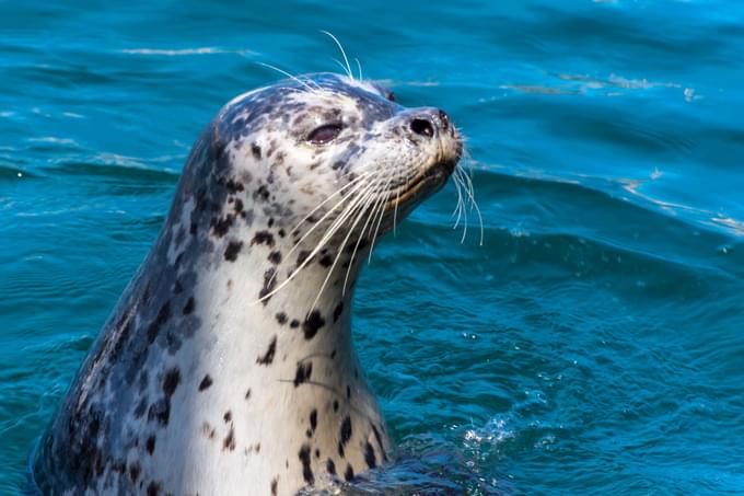 Harbour Seals