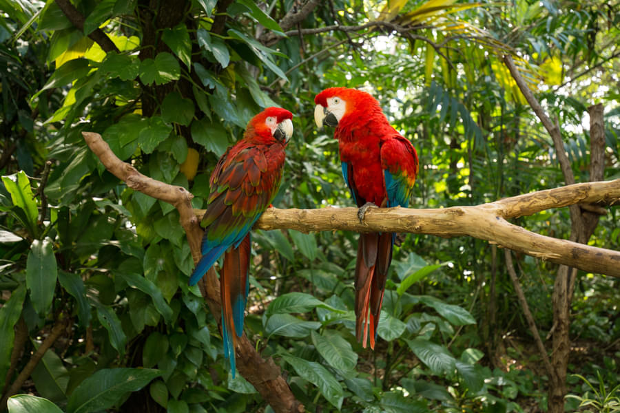 Watch colorful birds while exploring various zones