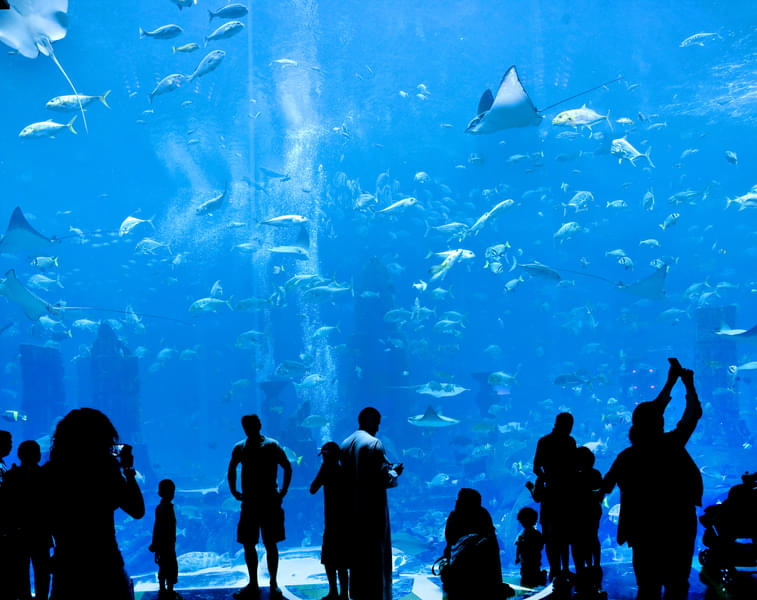 Experience enchantment in The Blue World and be truly mesmerized.