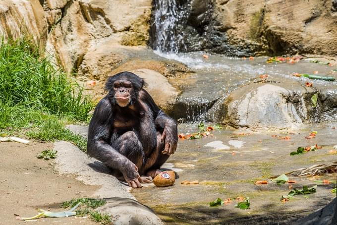 Monkey in Los angeles Zoo