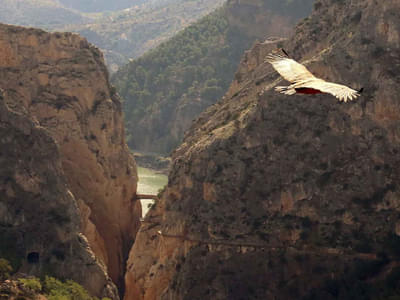 Caminito del Rey Official Guided Visit