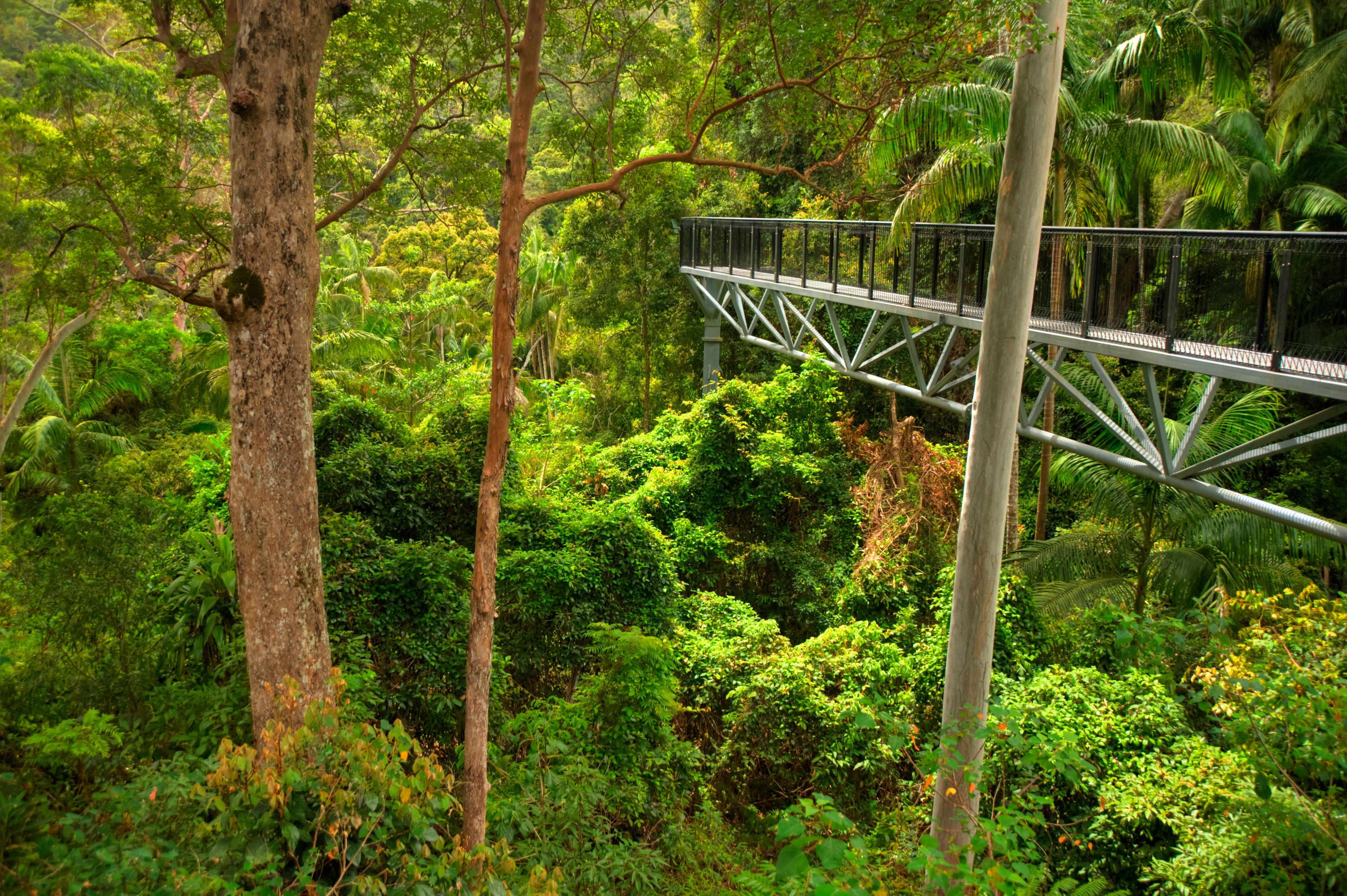 Tamborine Rainforest Skywalk Tickets