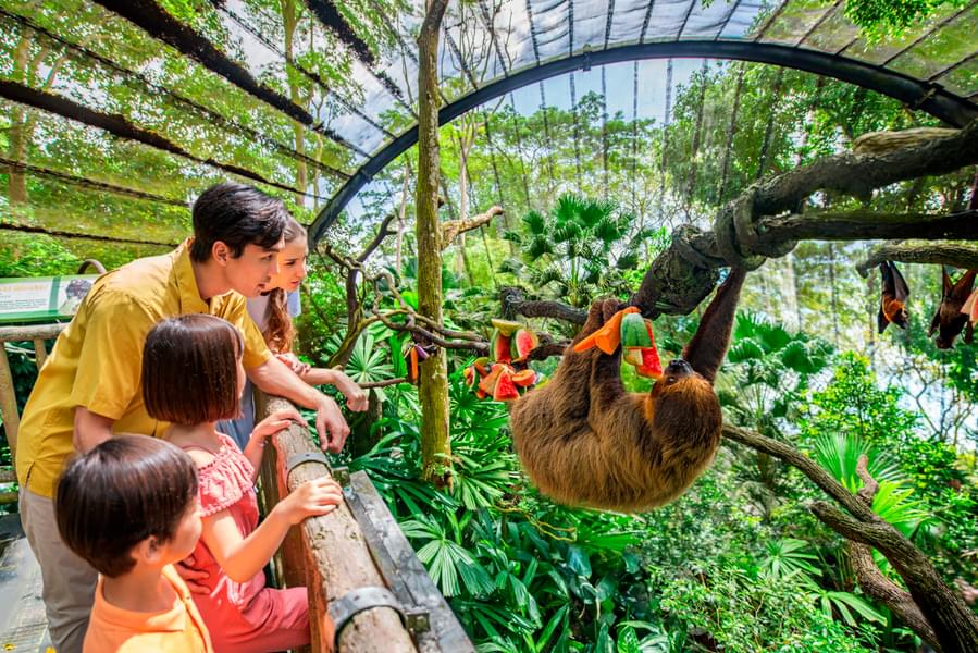 Admire the animals at the Singapore Zoo