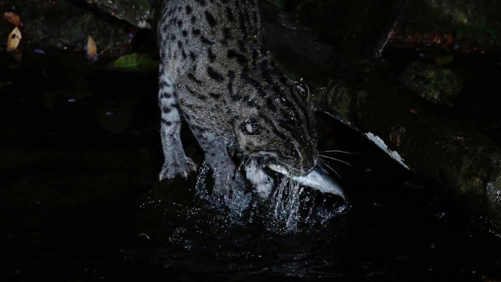 Fishing Cat Trail