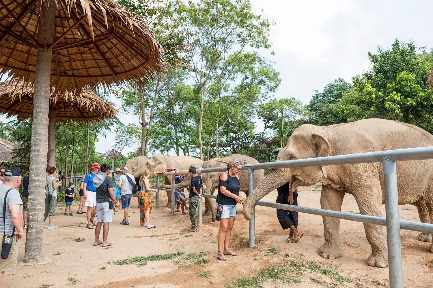 Samui Elephant Sanctuary