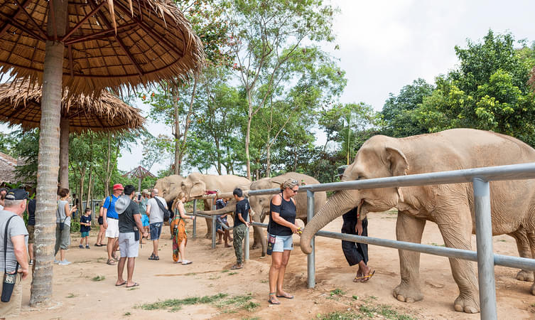 Samui Elephant Sanctuary